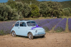 girl in walks in a field of lavender. View from the back