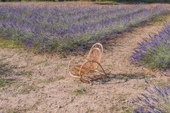 lavanda15