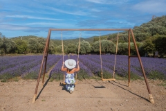 girl in walks in a field of lavender. View from the back