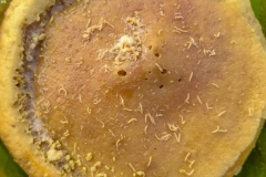 casu marzu or rotten cheese - typical Sardinian cheese containing live insect larvae that create a pungent aroma