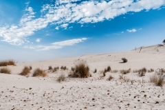 dune-porto-pino