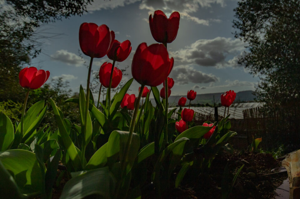 Giardino dei Tulipani: immagini nel sito di Turri