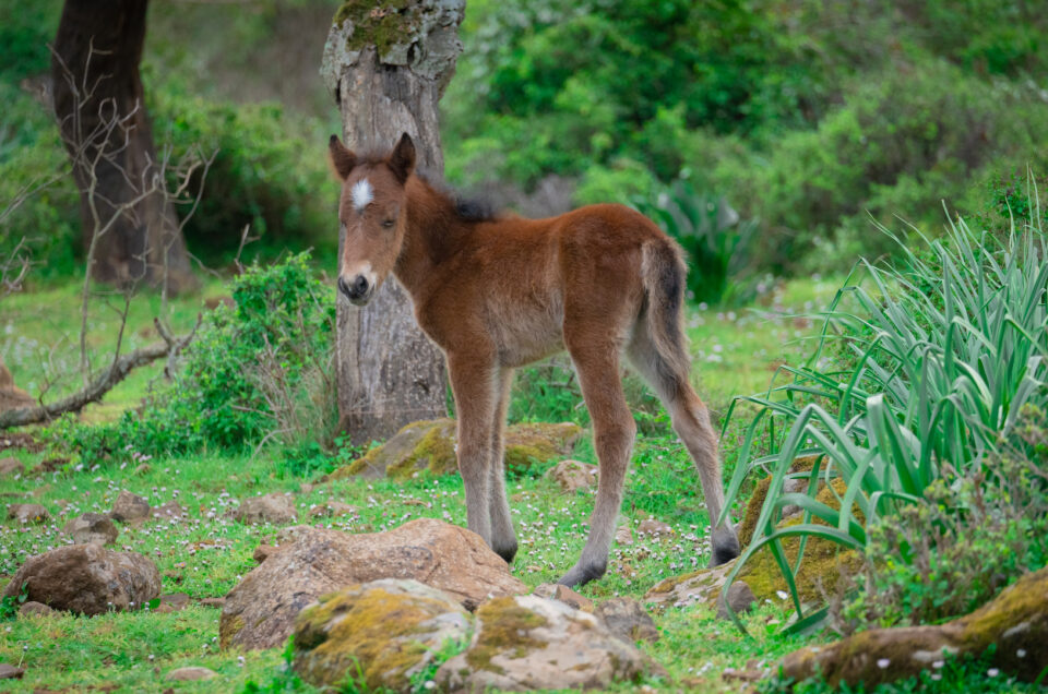 Cavallini della Giara di Gesturi: Storia Habitat e Curiosità