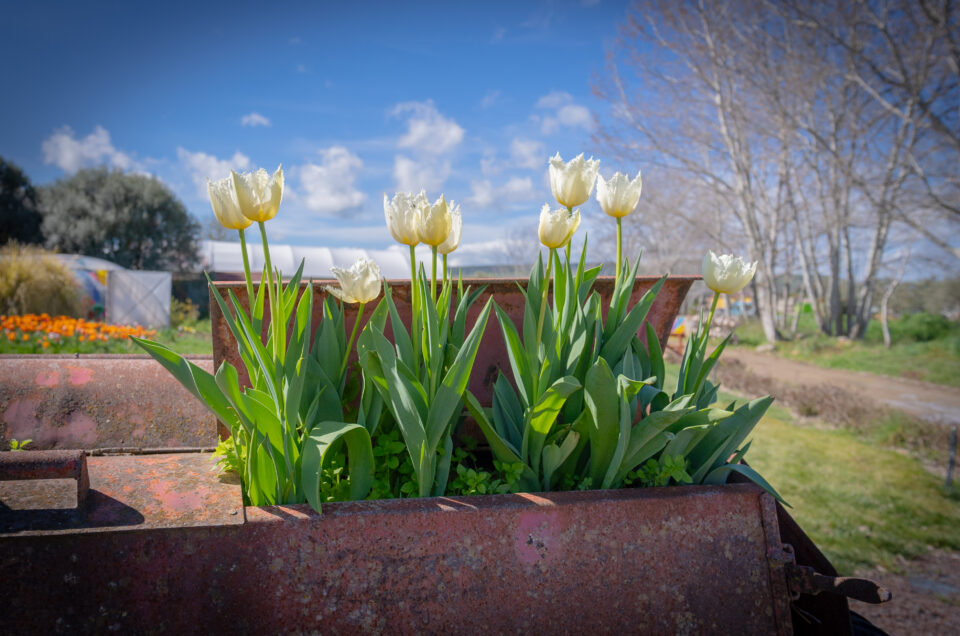 Giardino dei tulipani Turri