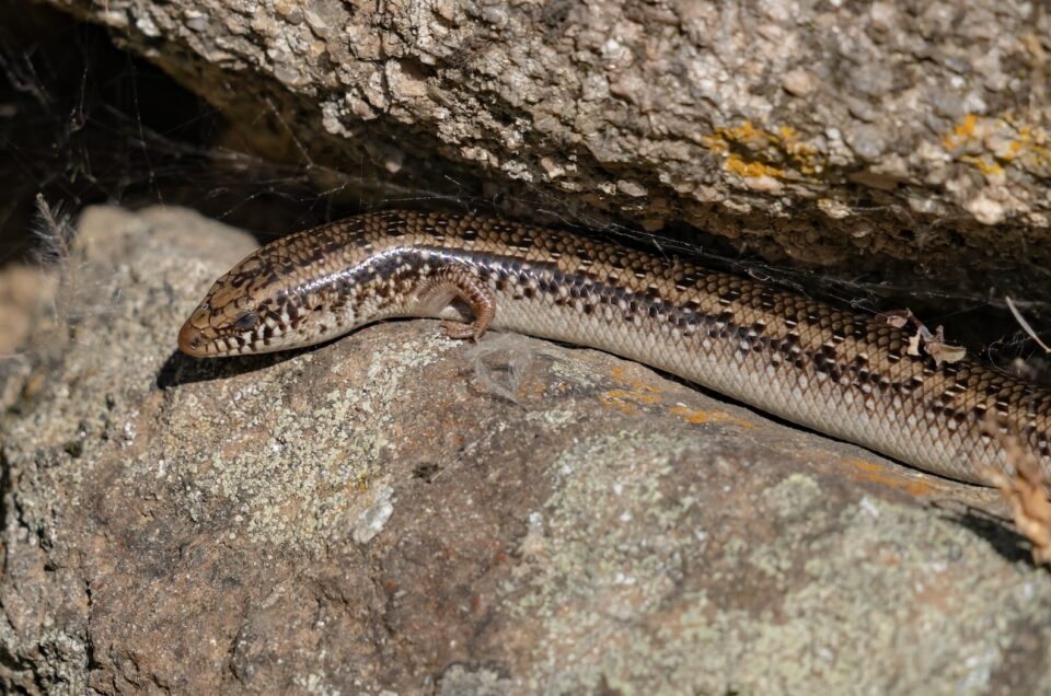 Il Gongilo Sardo Chalcides Ocellatus: Storia del Rettile Raro della Sardegna